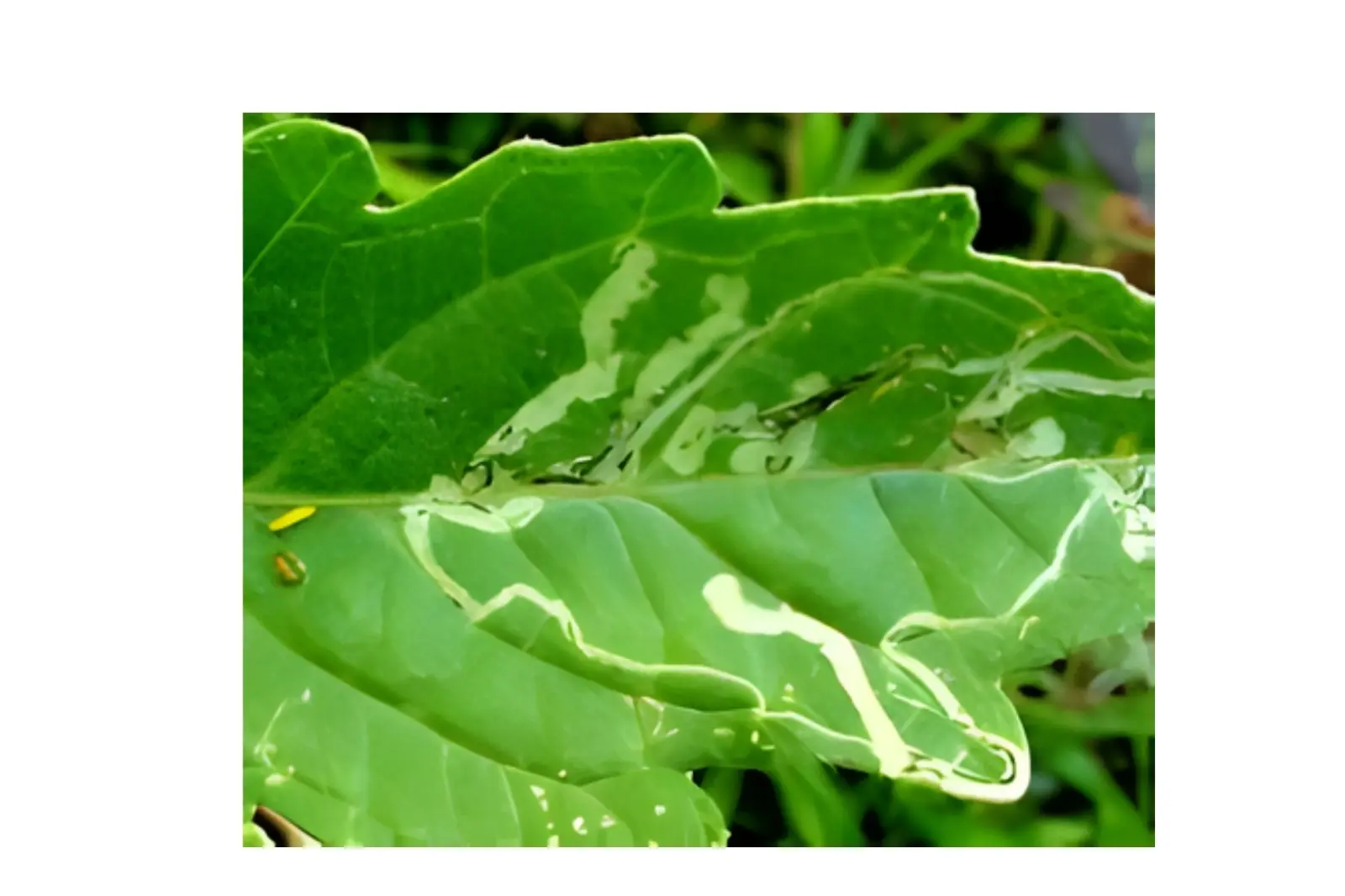TOMATO LEAF MINER (TUTA ABSOLUTA)