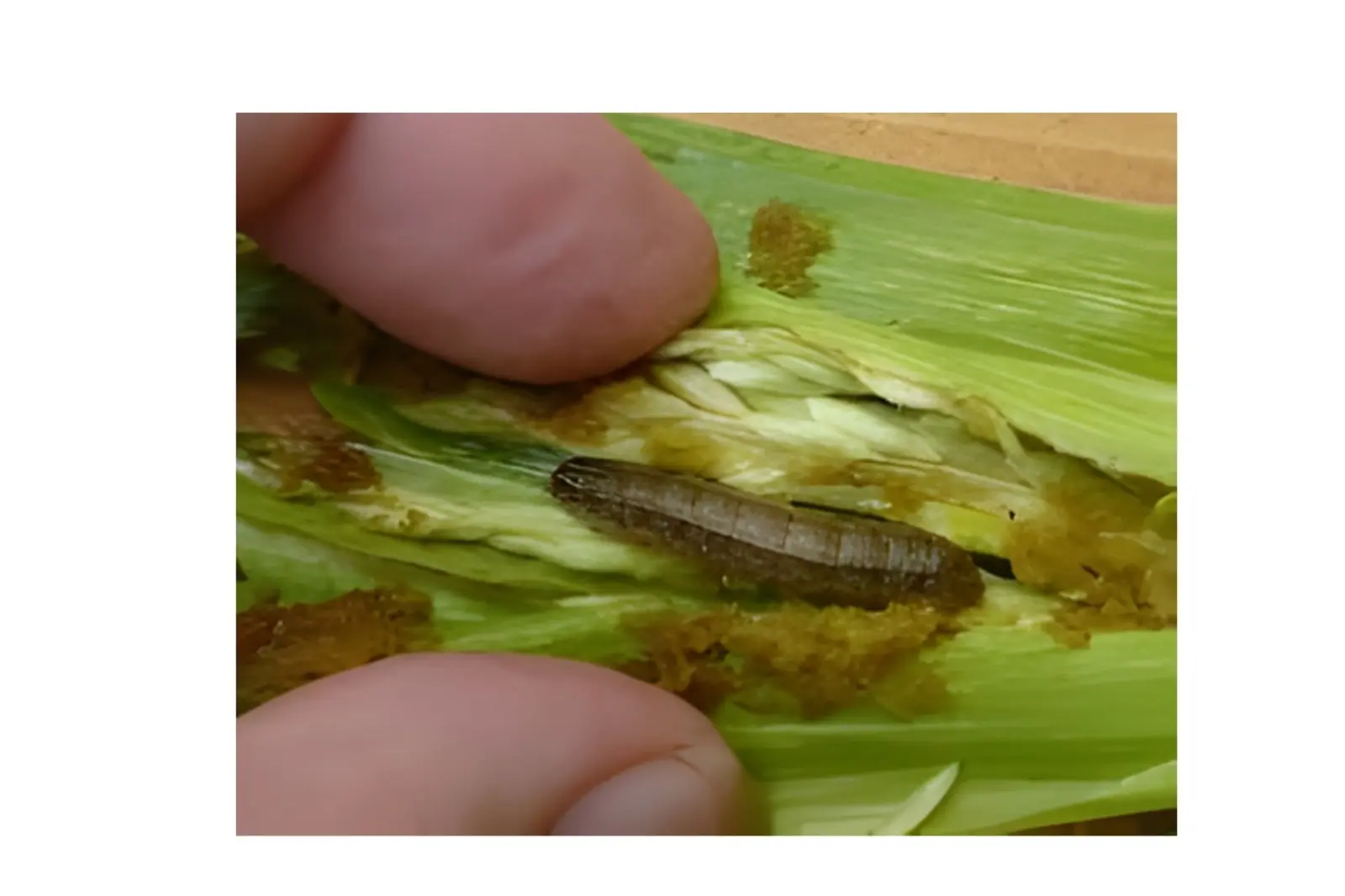 RICE YELLOW STEM BORAR (SCIRPOPHAGA INCERTULAS)