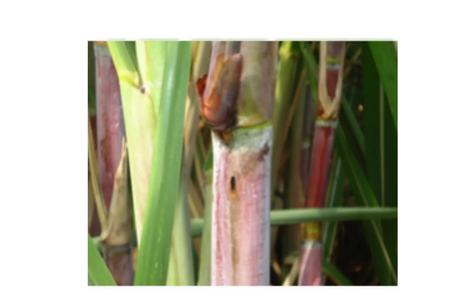 FRUITS FLY (BACTROCERA DORSALIS)