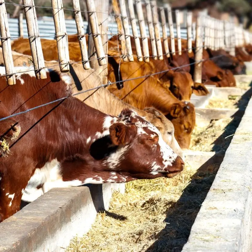 Animal Feed and Nutrition