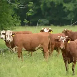 Cattle Feed