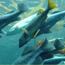 Fish Feed