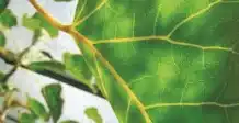 Humiplex-Humic Acid