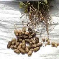Treated Plot With Sanjivni